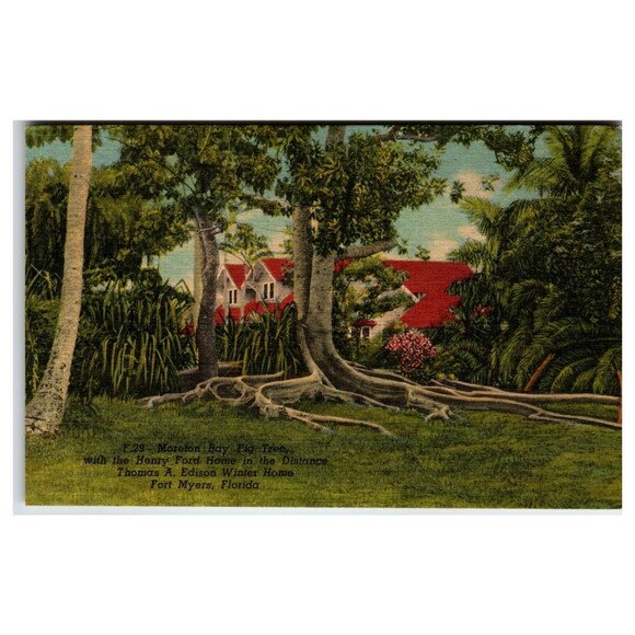 Other - Moreton Bay Fig Tree Henry Ford Edison Home Fort Myers FL 1955 Postcard